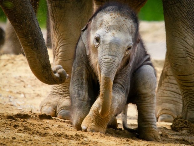 elephant animal wallpapers