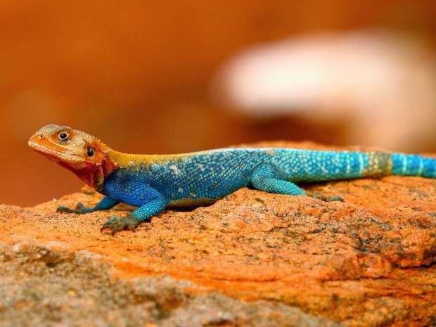 Reptiles Animal wallpapers