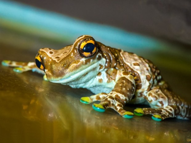 Frogs Animal wallpapers