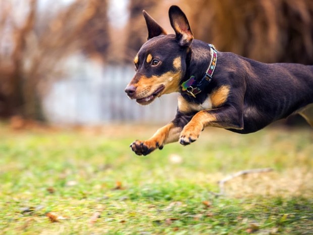 dogs animal wallpapers