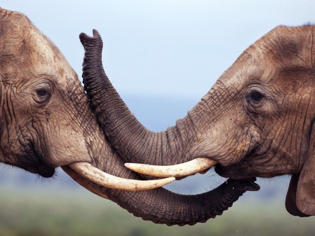 elephant animal wallpapers