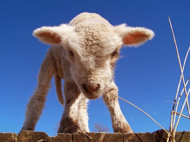 Sheep Animal wallpapers