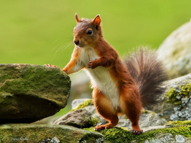 Squirrels Animal wallpapers