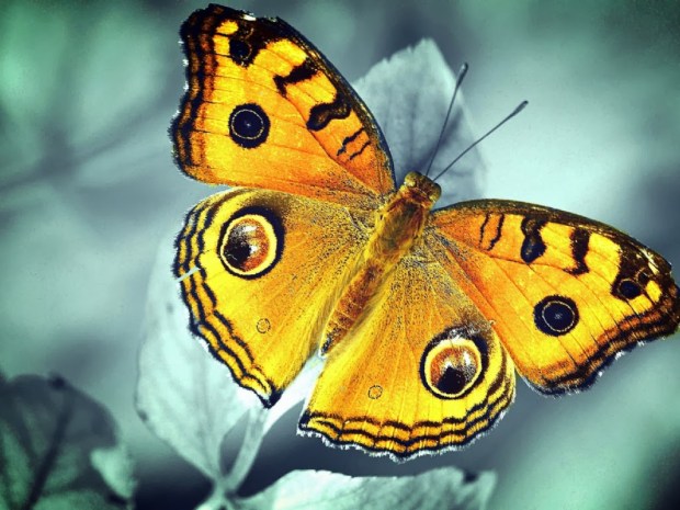 Butterflies wallpapers