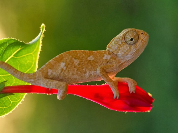 Reptiles Animal wallpapers