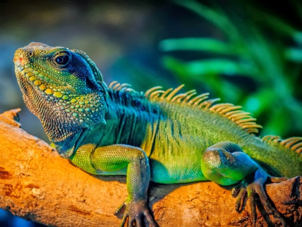 Reptiles Animal wallpapers