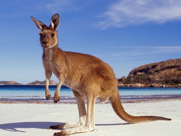 Kangaroos Animal wallpapers
