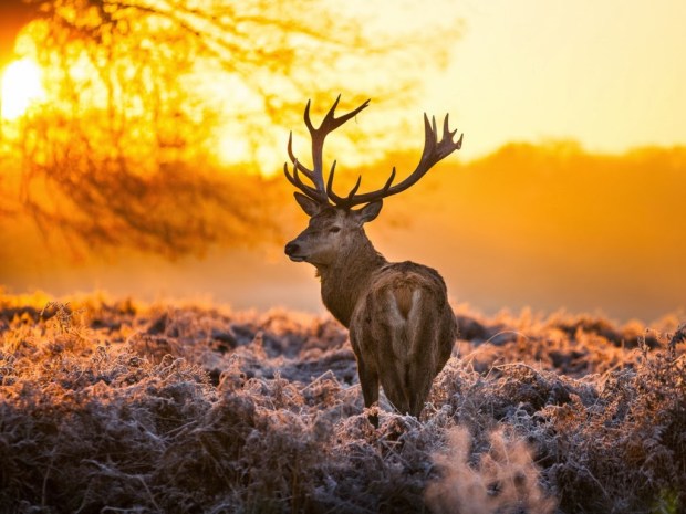 Deer wallpapers