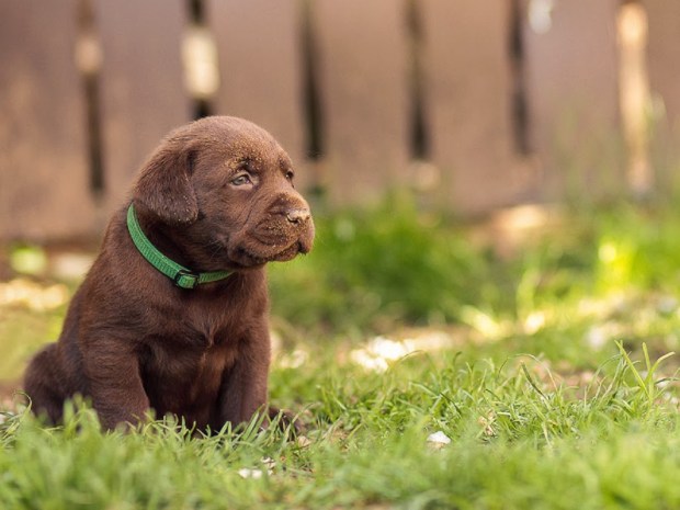 dogs animal wallpapers