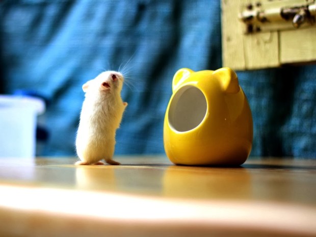 Rodents Animal wallpapers