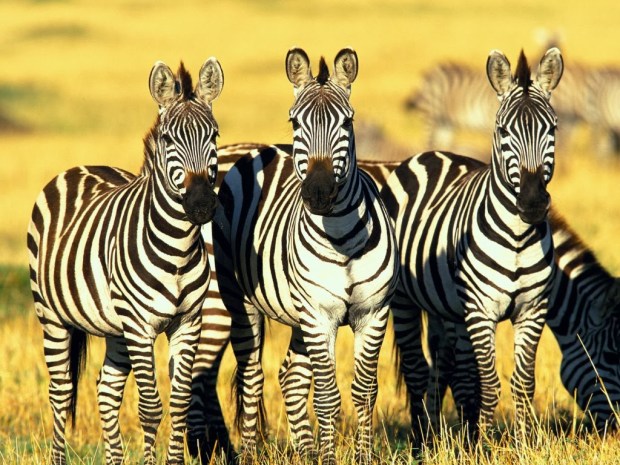 Zebra Animal wallpapers