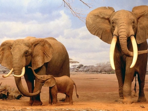 elephant animal wallpapers