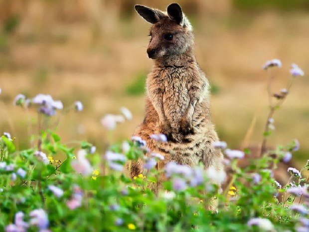 Kangaroos Animal wallpapers