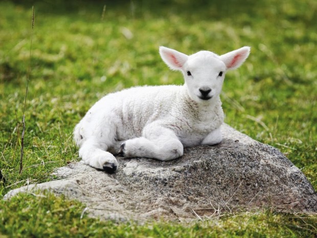 Sheep Animal wallpapers