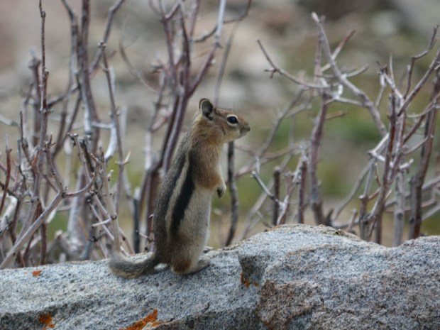 Rodents Animal wallpapers