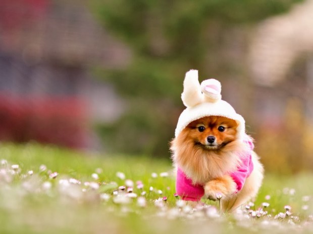 Beautiful wallpapers