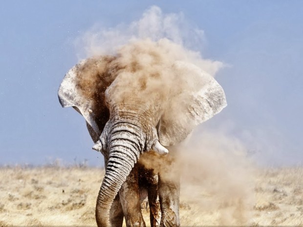 elephant animal wallpapers