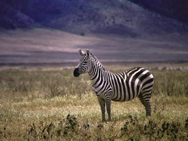Zebra Animal wallpapers