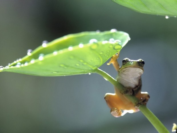 Frogs Animal wallpapers