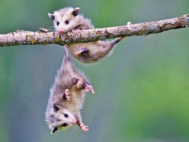 Rodents Animal wallpapers