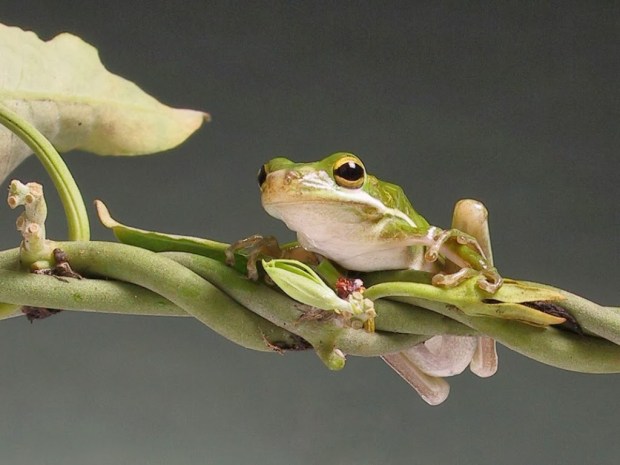 Frogs Animal wallpapers