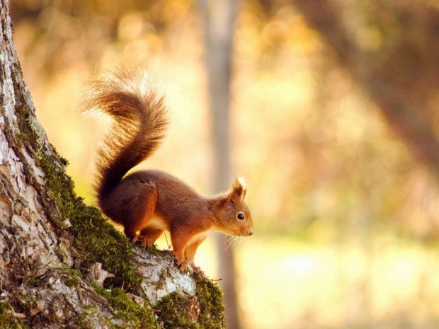 Rodents Animal wallpapers