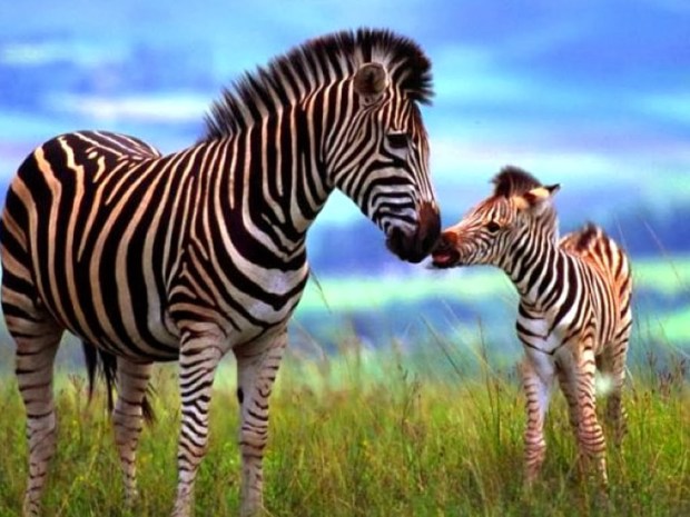 Zebra Animal wallpapers