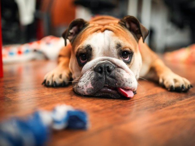 dogs animal wallpapers