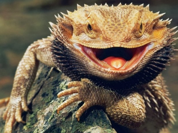 Reptiles Animal wallpapers