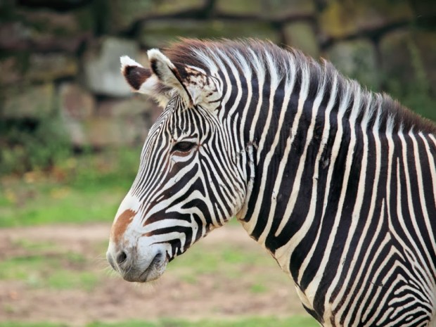 Zebra Animal wallpapers