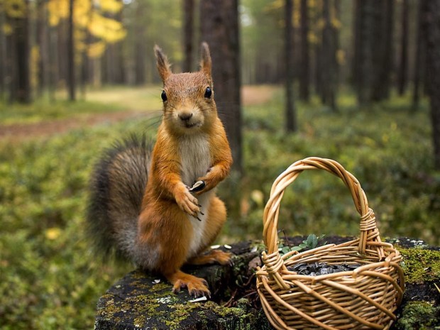 Squirrels Animal wallpapers