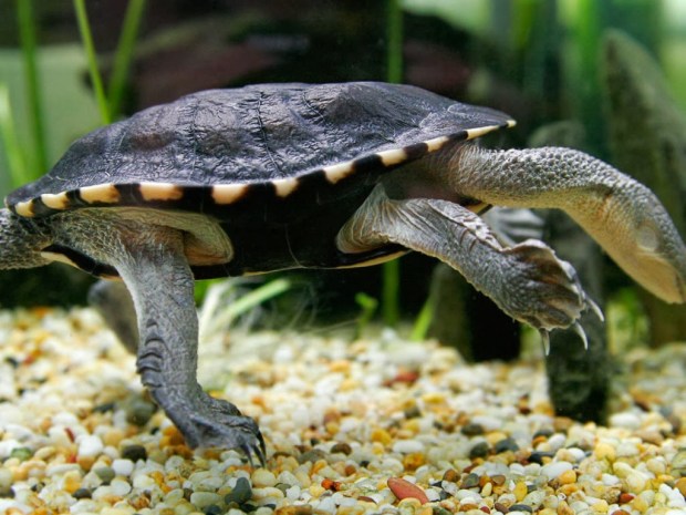 Reptiles Animal wallpapers