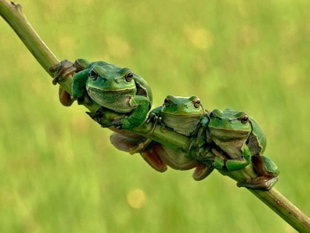 Frogs Animal wallpapers