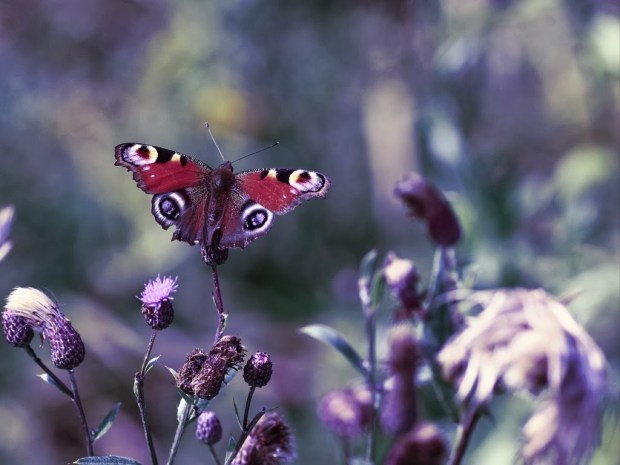 Butterflies wallpapers