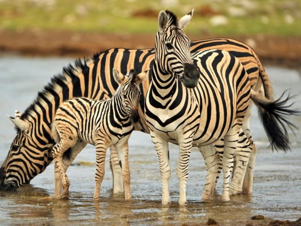 Zebra Animal wallpapers