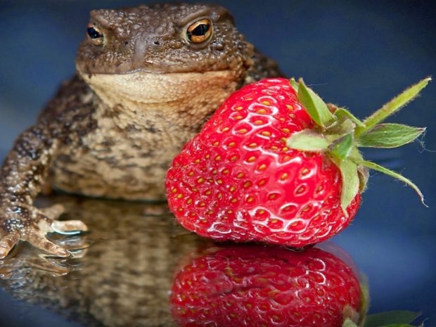 Frogs Animal wallpapers