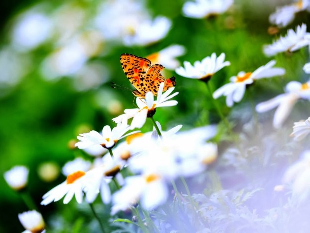 Butterflies wallpapers