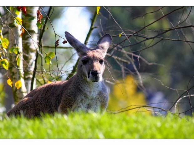 Kangaroos Animal wallpapers