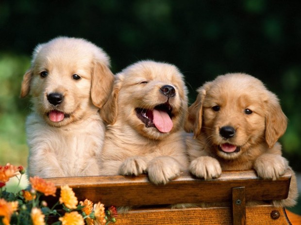 dogs animal wallpapers