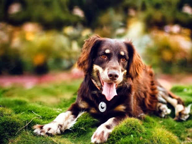 dogs animal wallpapers