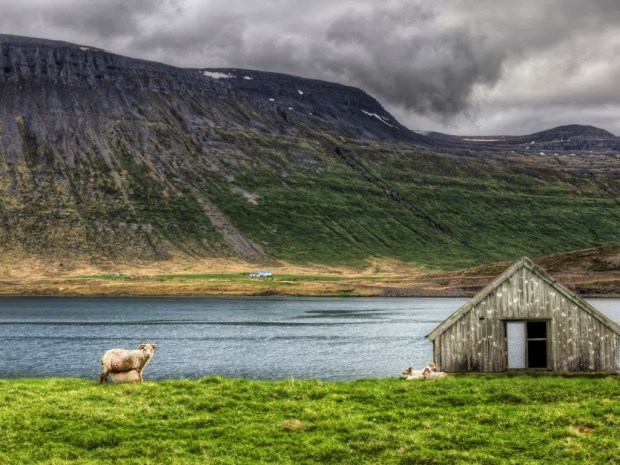 Sheep Animal wallpapers